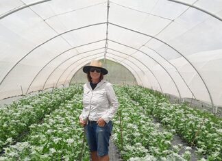 Growing greenery for the South African flower market