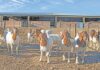 VEA sets new standard in Boer goat breeding