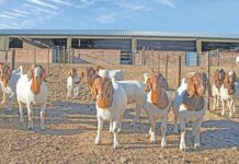 VEA sets new standard in Boer goat breeding