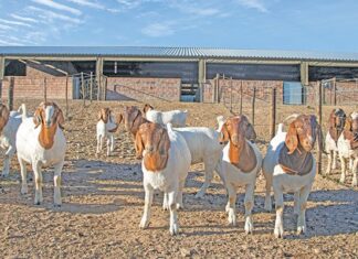 VEA sets new standard in Boer goat breeding