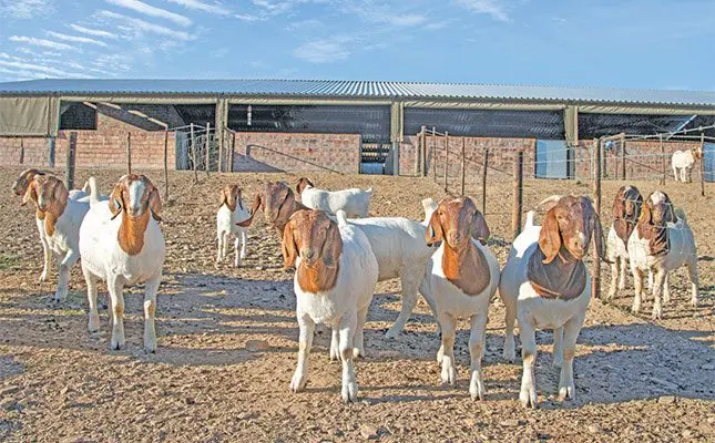 VEA sets new standard in Boer goat breeding