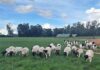 Dorper breeding on an upward trajectory in Zimbabwe