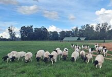Dorper breeding on an upward trajectory in Zimbabwe