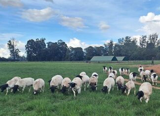 Dorper breeding on an upward trajectory in Zimbabwe