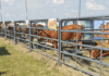 Sold! Learning the auction lingo cattle auction