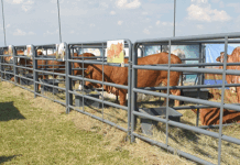 Sold! Learning the auction lingo cattle auction