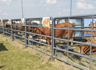 Sold! Learning the auction lingo cattle auction