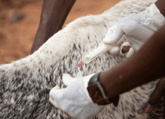 Vital livestock injection and sterility knowledge