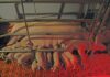 The latest tech in pig farming