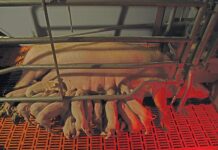 The latest tech in pig farming