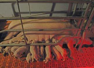 The latest tech in pig farming