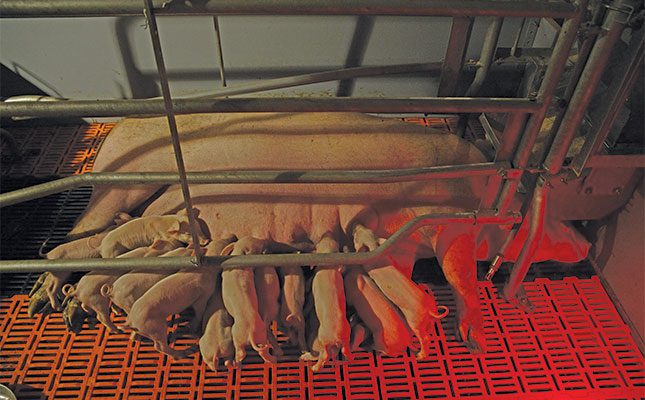 The latest tech in pig farming