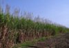 Flood of imports sour optimistic year for cane growers