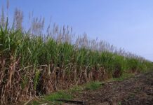 Flood of imports sour optimistic year for cane growers