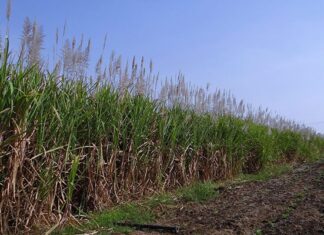 Flood of imports sour optimistic year for cane growers