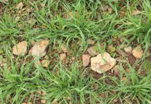 Wheat crisis deepens as government stalls