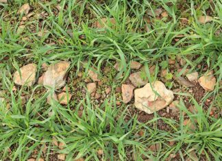 Wheat crisis deepens as government stalls