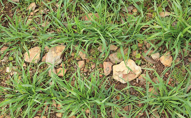 Wheat crisis deepens as government stalls