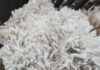 Kleiheuwel Trust sets national superfine wool record at 14,1 microns