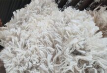 Kleiheuwel Trust sets national superfine wool record at 14,1 microns