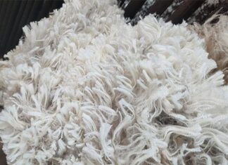 Kleiheuwel Trust sets national superfine wool record at 14,1 microns