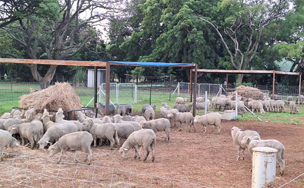 Handling of livestock as part of training on a practical farm