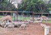 Handling of livestock as part of training on a practical farm