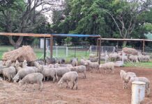Handling of livestock as part of training on a practical farm