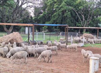 Handling of livestock as part of training on a practical farm