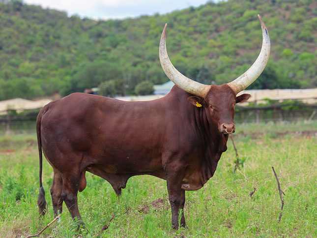ankole bull