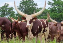 Beauty, genetics, growth: Building an Ankole cattle enterprise in SA Ankole cattle with large horns