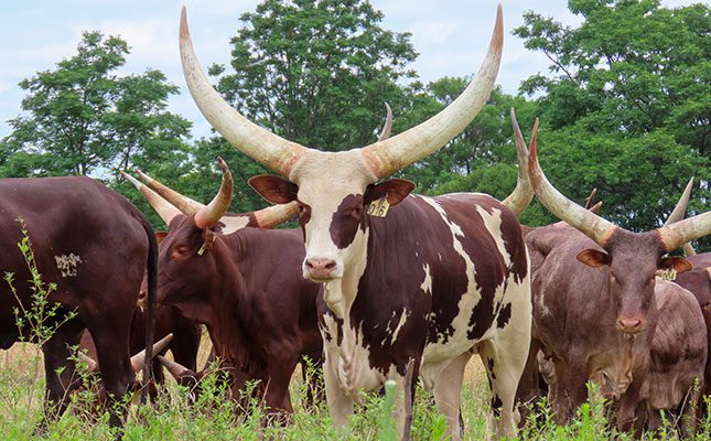 Beauty, genetics, growth: Building an Ankole cattle enterprise in SA Ankole cattle with large horns