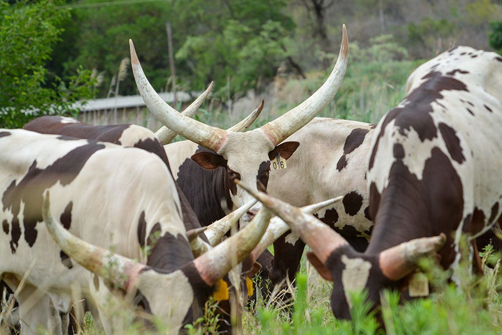 Ankole stud cows
