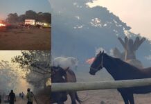 Fires destroy farms, homes and grazing in the Bathurst area