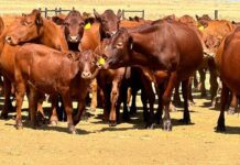Pressure mounts to declare FMD a national state of disaster