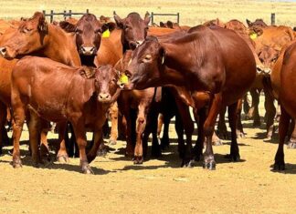 Pressure mounts to declare FMD a national state of disaster