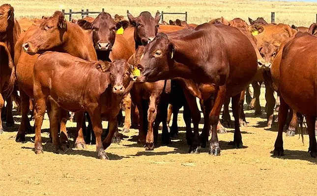 Pressure mounts to declare FMD a national state of disaster