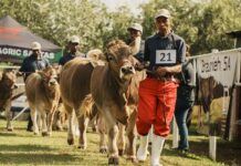 Livestock excluded from Bloem Show as FMD risk persists
