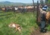 ‘Tiger heart’ calf deaths surge in FMD-positive herds