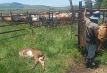 ‘Tiger heart’ calf deaths surge in FMD-positive herds