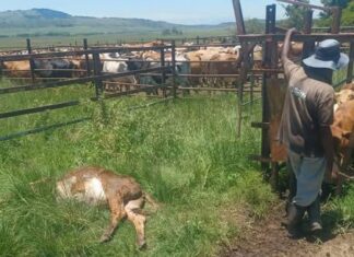 ‘Tiger heart’ calf deaths surge in FMD-positive herds