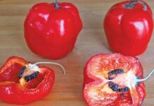 Capsicum pubescens: the very different chilli pepper chilli pepper