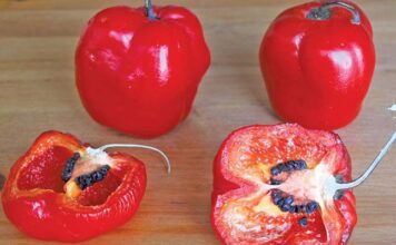 chilli pepper