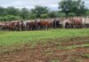 Foot-and-mouth disease breaks out in Zimbabwe