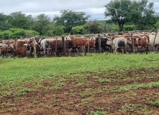 Foot-and-mouth disease breaks out in Zimbabwe