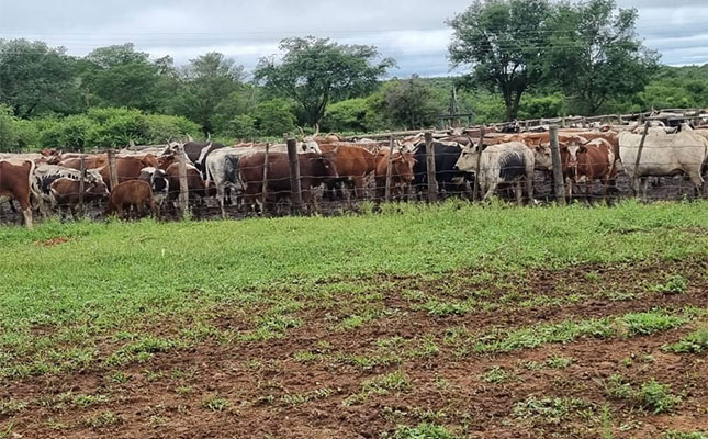 Foot-and-mouth disease breaks out in Zimbabwe