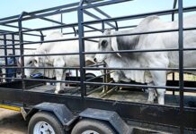 North West retracts FMD movement protocol