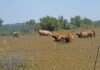 FMD crisis hits meat supply, threatens exports, drives prices up