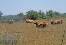 FMD crisis hits meat supply, threatens exports, drives prices up