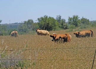 FMD crisis hits meat supply, threatens exports, drives prices up